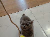 2 AYLIK KÜÇÜK PATI MİNİK ELLER BRİTİSH LONGHAİR