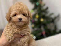 LOKUM BEBEK MALTİPOO
