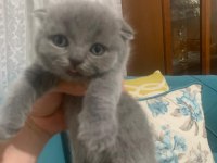 Bristh shorthair ve scotih fold yavrularimiz