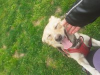 Jack russell melezi balım yeni yuva arıyor