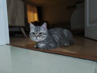 19 Mart doğumlu British shorthair