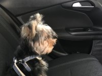 Eğitimli yorkshire terrier