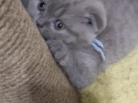 Güzel Scottish fold