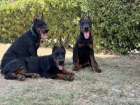 Üst düzey european doberman yavrular