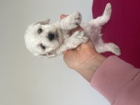 Maltese terrier yavrusu