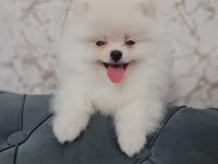 Ukrayna Pasaportlu Ayı Surat Pomeranian Boo