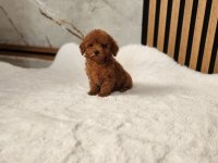 Aşılı Toy Poodle Yavrularımız