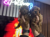 Toy poodle kendi köpeğimizin bebekleri UYGUN