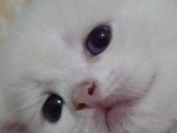 Yavru british shorthair 20 günlük kediler