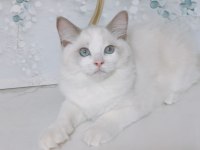 ŞECERELİ ANNE VE BABADAN SAFKAN RAGDOLL YAVRULAR