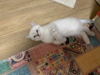 Uygun puanlı British Shorthair erkek yavru