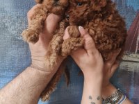 Toy Poodle Köpeğimiz Ankara Batıkent