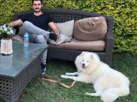 KIF/FCI ŞECERELİ SAMOYED ERKEK YAVRU