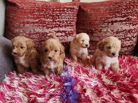 Sağlık Ve Irk Garantili Maltipoo