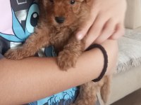 Yavru Toy Poodle
