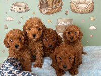 Safkan Toy Poodle Yavrularımız