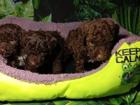 IRK VE SAĞLIK GARANTİ LAGOTTO YAVRULARIMIZ