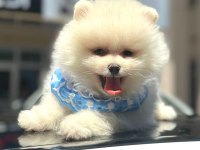 Show kalite pomeranian boo yavrularımız