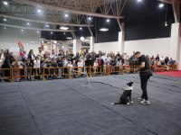 Frizbi dereceli anneden ve babadan border collie yavrular