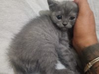 2 aylık bebek british shorthair kediler