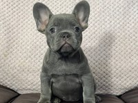 SECERELİ ANNE BABADAN IRK VE SAĞLIK GARANTİLİ FRENCH BULLDOG