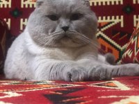 Scottish Fold ve British Shorthair Yavrular