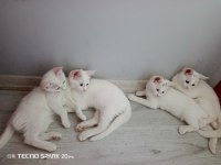 2 dişi ve 2 erkek kediler
