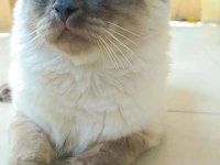 Siyam kedisi 1 yaşında