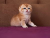 Golden rengine ny25 dişi scottish fold