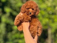 AŞILI ÇİŞ EĞİTİMLİ TEACUP TOY POODLE BEBEKLER 