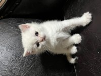British shorthair erkek yavrular A+ kalite nadir renk tonu