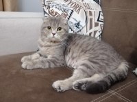 4 yaşındaki kedimize yuva arıyoruz
