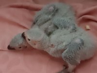 30 günlük yerli üretim el besleme bebek jako