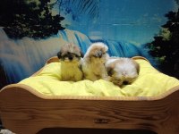 Efsane shih tzu yavrularım