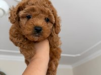 Uygun Fiyata Toy Poodle Dişi