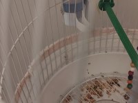 2 yaşında erkek muhabbet kuşu
