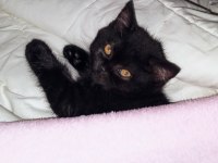 British shorthair kedimiz gece