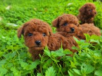 Toy poodle muhteşem bebekler