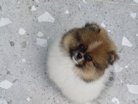 Üst kaliteli garantili pomeranian boo dişi