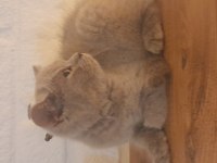 Peluş oyuncak güzelliğinde dişi yavrumuz Antalya