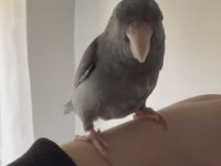 Forpus Papağanı Eğitimli