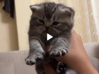 3 ADET KEDİMİZİ SÜTTEN KESİLDİĞİ ANDA VERECEĞİM