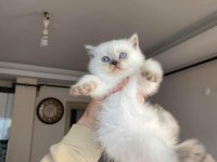 Show Kalite Silver British Longhair Yavrular