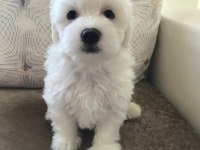 Tarım ve orman bakanlığı ruhsatlı Maltipoo ve Maltese
