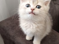 British Longhair Yavrularımız