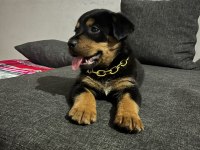 2 Aylık Bebek Rottweiler