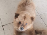 Erkek dişi 45 günlük yavrular chow chow