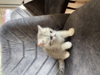 Sahibinden exotic shorthair yavrusu