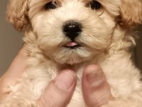 maltipoo yavrular (sağlık ve ırk garantili)