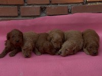 MUHTEŞEM GÜZELLİKTE SAFKAN TOY POODLE YAVRULAR